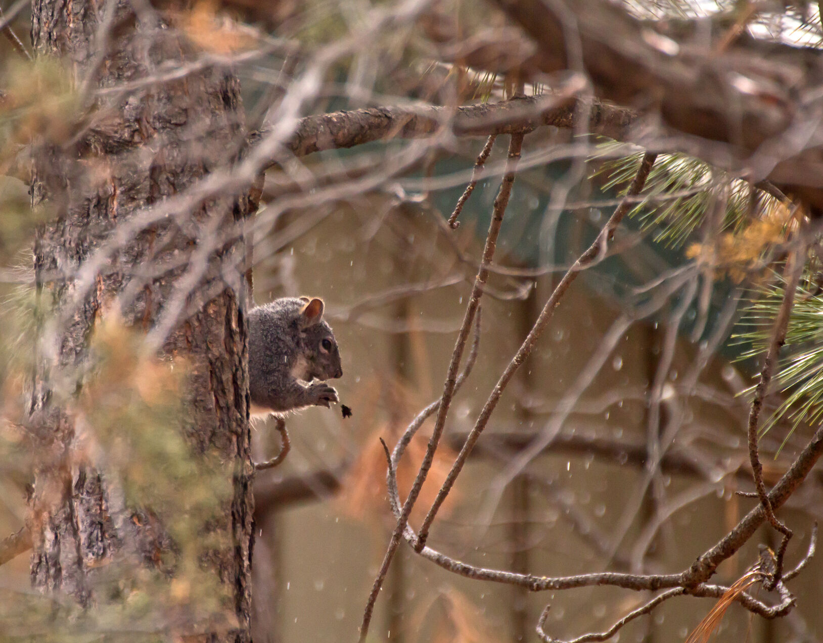 wild-squirrel-SBI-300366691.jpg